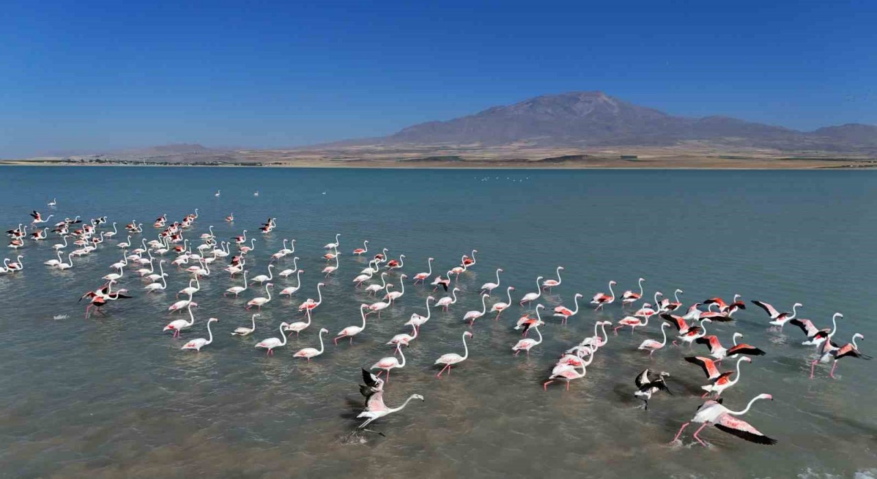 Arin Gölünde flamingoların Süphan Dağı eşliğinde mest eden dansı