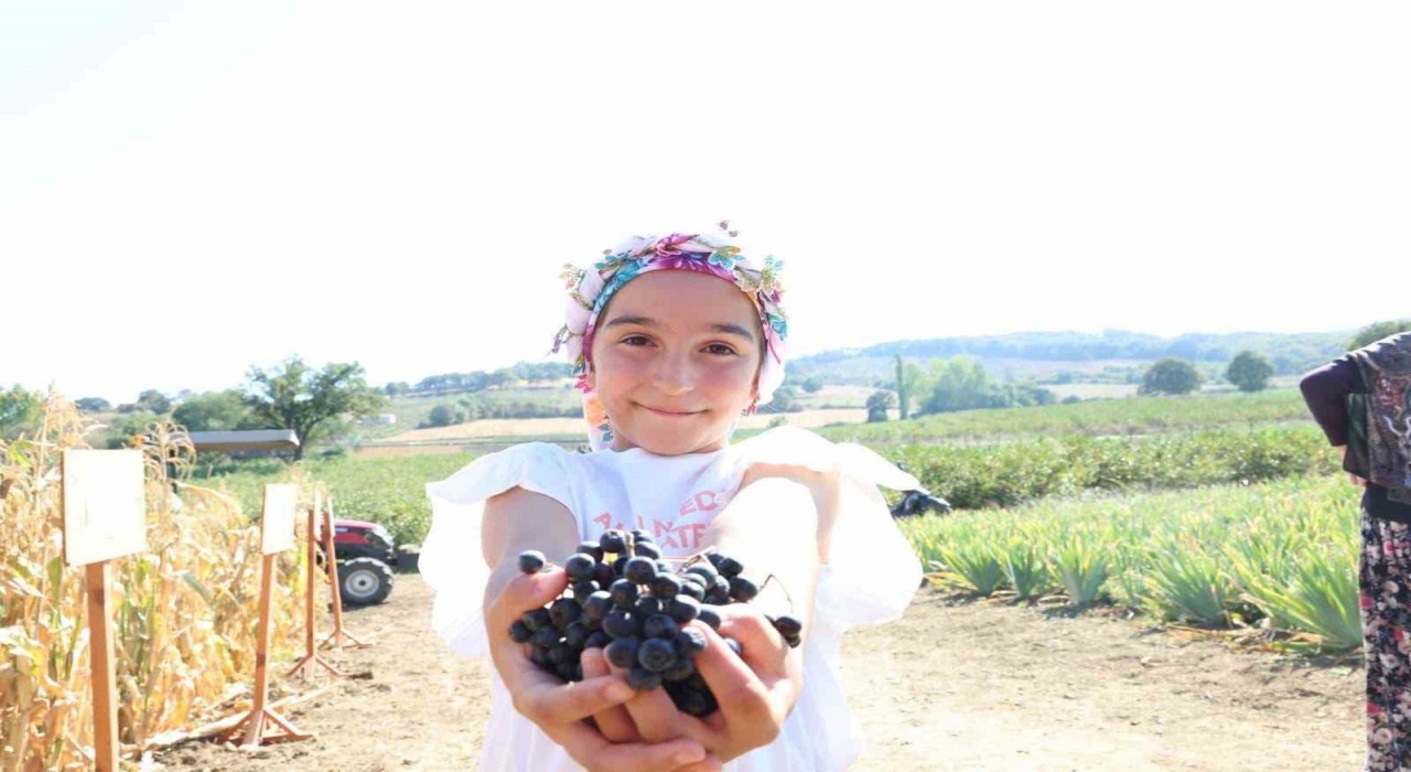 Aronya yetiştiriciliğinde Türkiye 3üncüsü olan Çanakkalede ilk hasat gerçekleştirildi