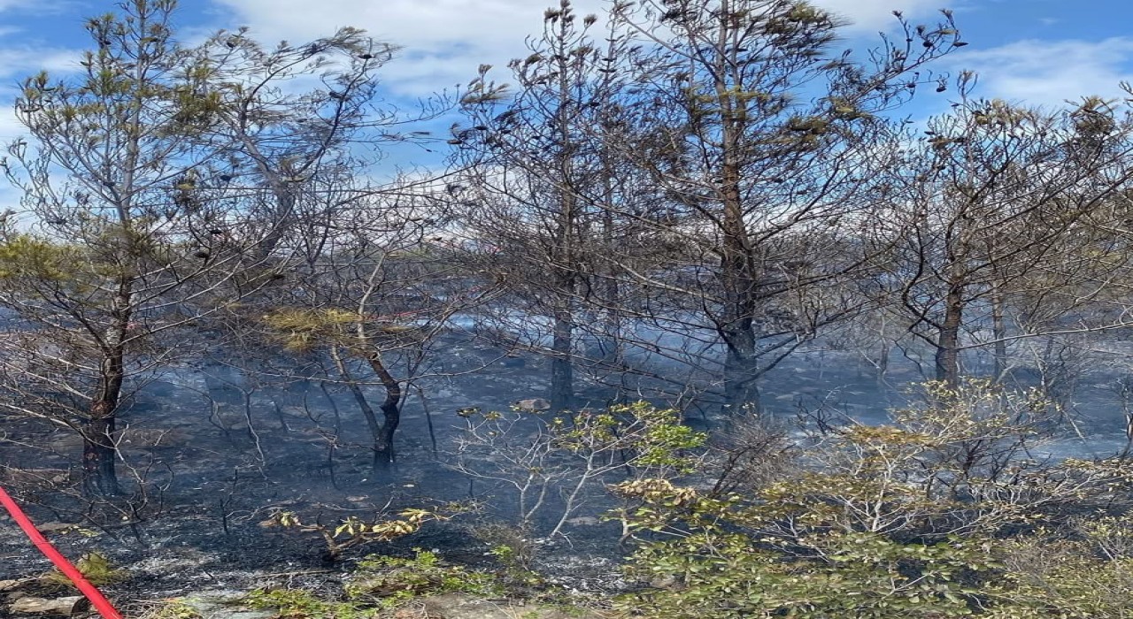 Arsuzda çıkan orman yangını kontrol altına alındı