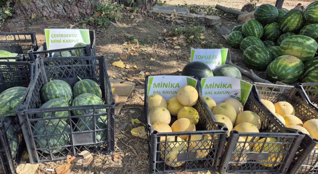 Artık kavun ve karpuz yerli tohumla Kasıma kadar sofralarda olacak