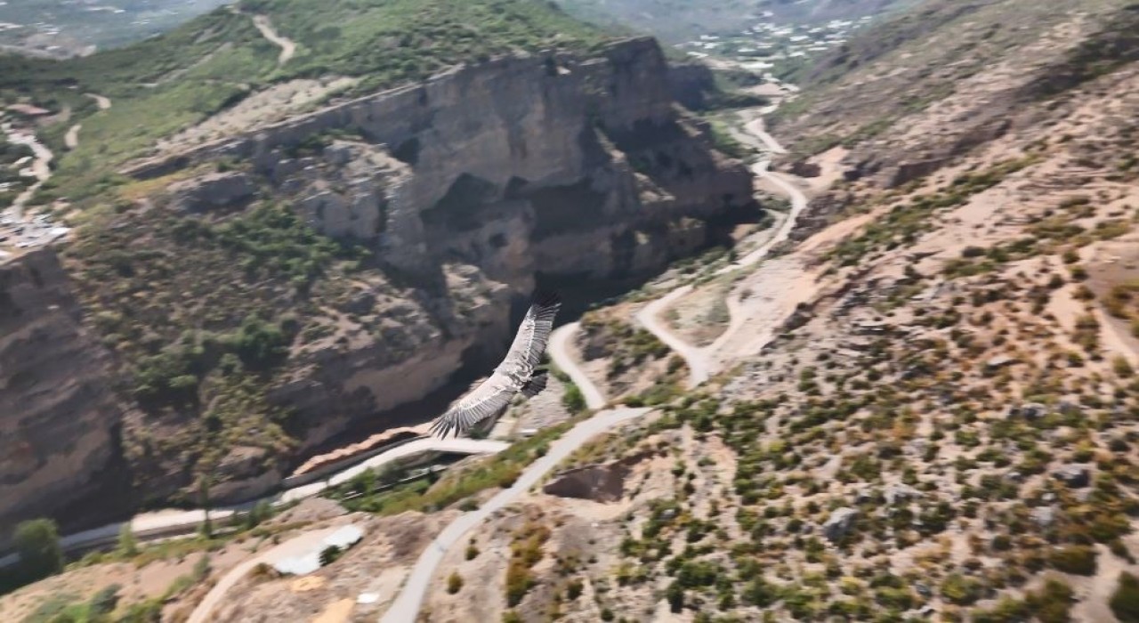 Artvinde dron kamerasına akbaba takıldı