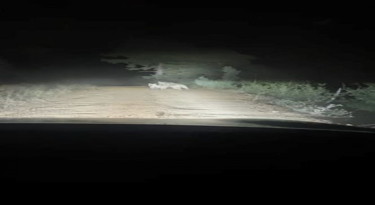 Artvinde yayla yolunda ayı ve yavrusu görüntülendi, anne ayı araca saldırdı