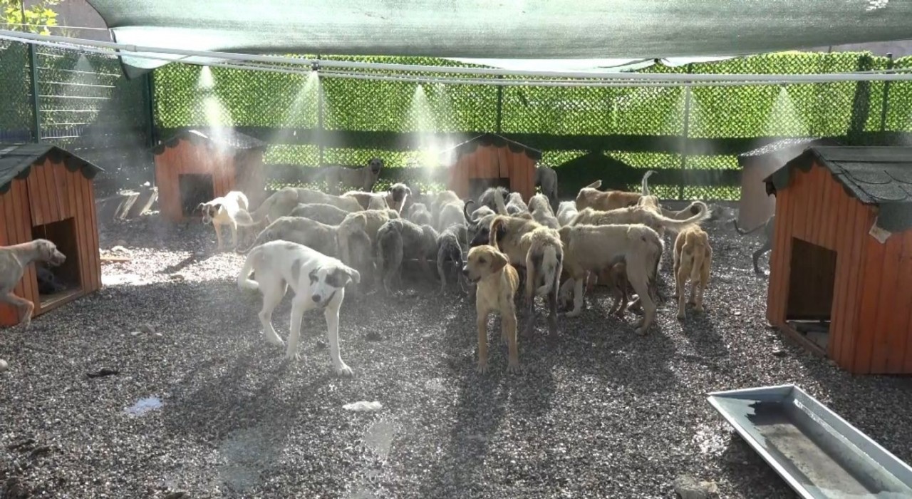 Aşırı sıcaklardan bunalan hayvanlar fıskiyelerin altında serinliyor