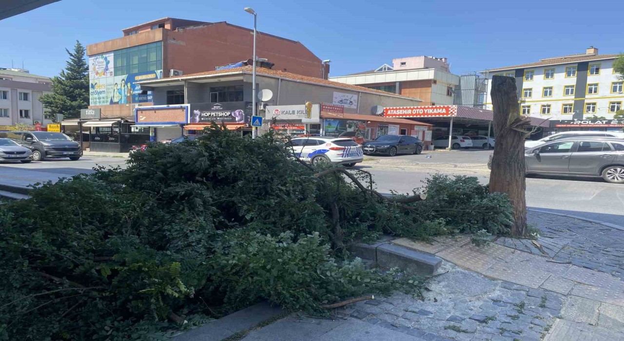 Ataşehirde kuvvetli rüzgar ağacı devirdi, bina girişini kapattı