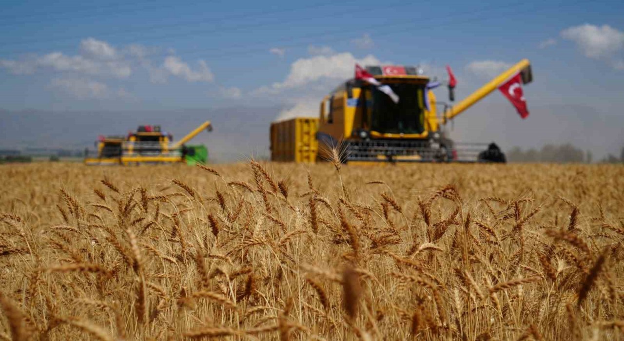 Atatürk Üniversitesinde buğday hasadı vakti