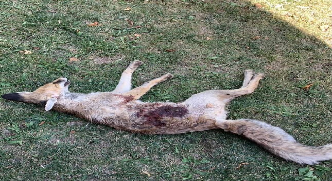 Av bölgesi olmayan mahallede tüfekle tilki vurulduğu iddiası