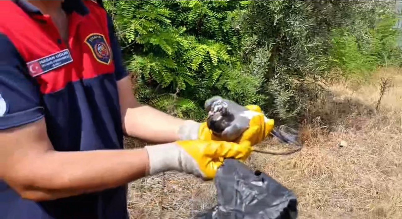 Ayağına poşet dolanan kuşu itfaiye kurtardı