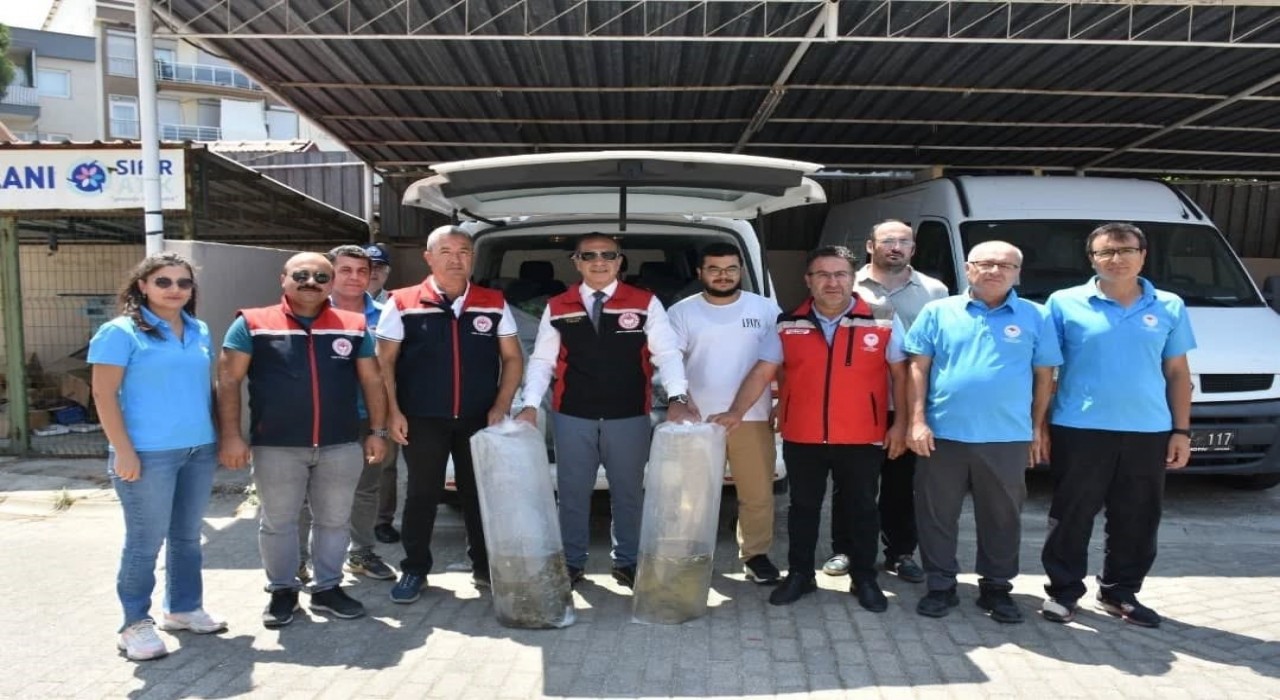 Aydında 153 bin sazan yavrusu doğayla buluştu