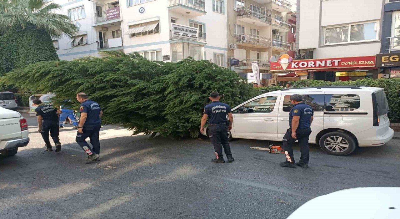 Aydında ağaç aracın üstüne devrildi