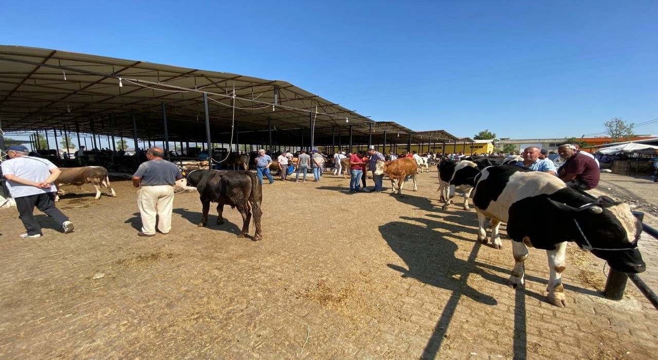 Aydında canlı hayvan nakliyesi ile ilgili eğitim verilecek