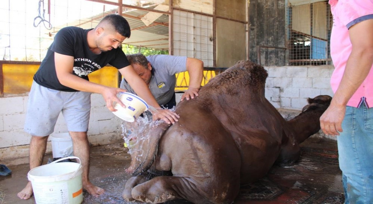 Aydında çöl sıcaklarından olumsuz etkilenen develer yıkamaya alındı