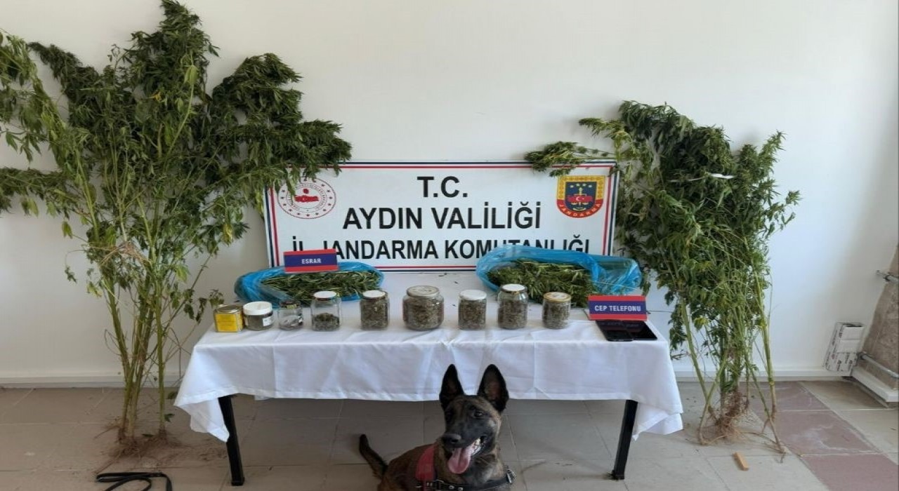 Aydında jandarmadan uyuşturucu operasyonu: 12 şüpheli yakalandı