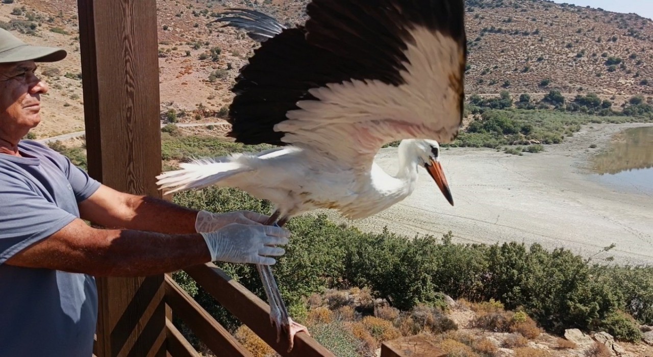 Aydında kurtarılan leylek ve flamingo doğaya salındı