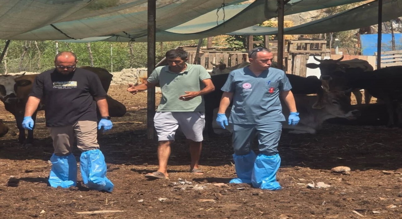 Aydında şap hastalığına karşı aşılama çalışmaları sürüyor