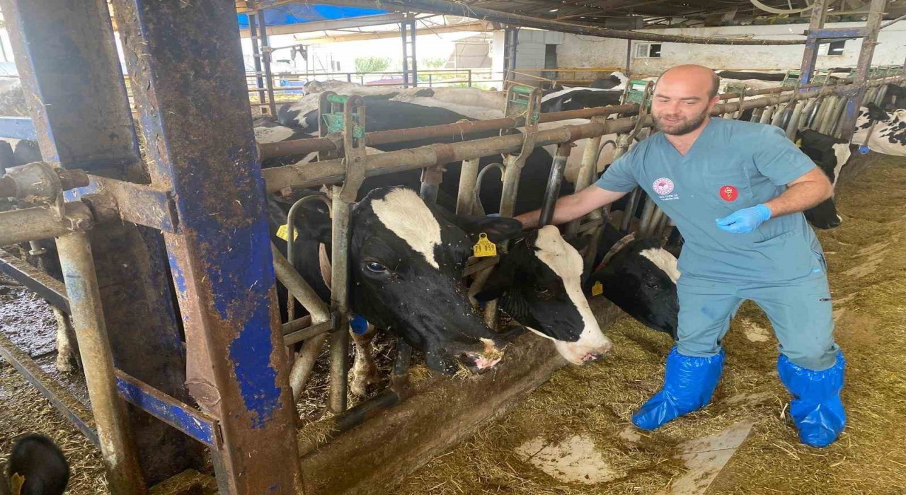 Aydında şap hastalığına karşı yoğun mücadele sürüyor