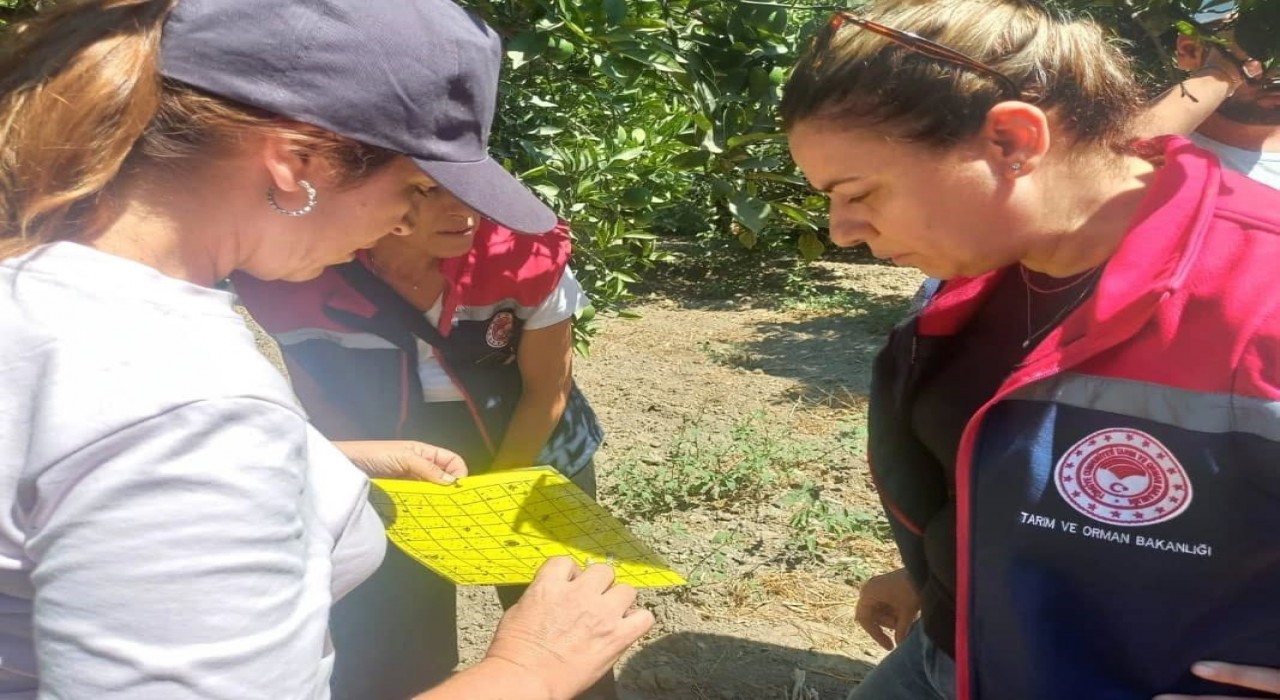 Aydında turunçgil yeşillenme hastalığına karşı çalışmalar sürüyor