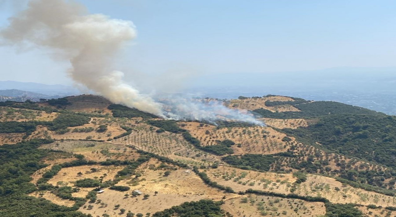 Aydında zirai alan yangını