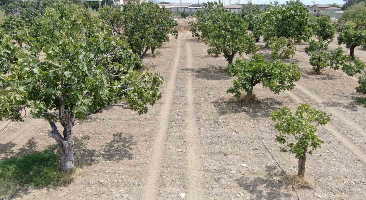 Aydından, iklim değişikliği sorununa doğal çözüm