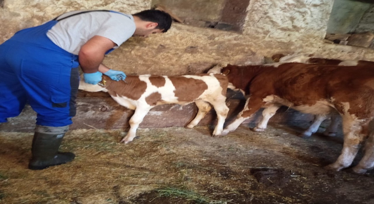 Aydıntepede de sonbahar dönemi şap aşılama kampanyası başladı