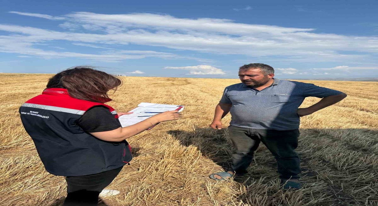 Aydıntepede hasat sezonu başladı