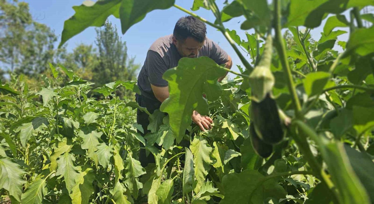 Baba mesleğini bıraktı, 25 yıldır toprağa emek veriyor