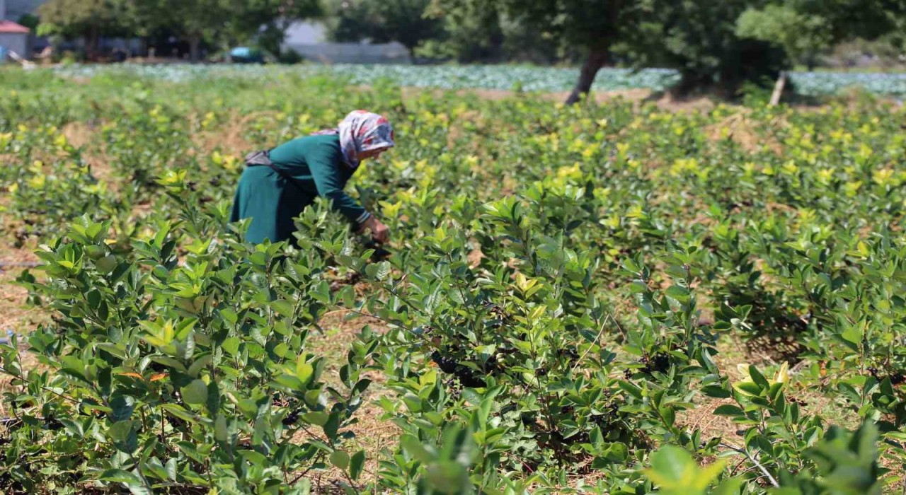 Bafra Ovasında aronya üretimi yaygınlaşıyor