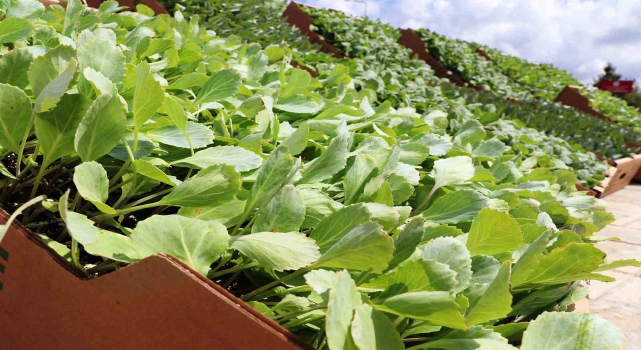 Bafra Ovasında ihracata uygun sebze üretilecek