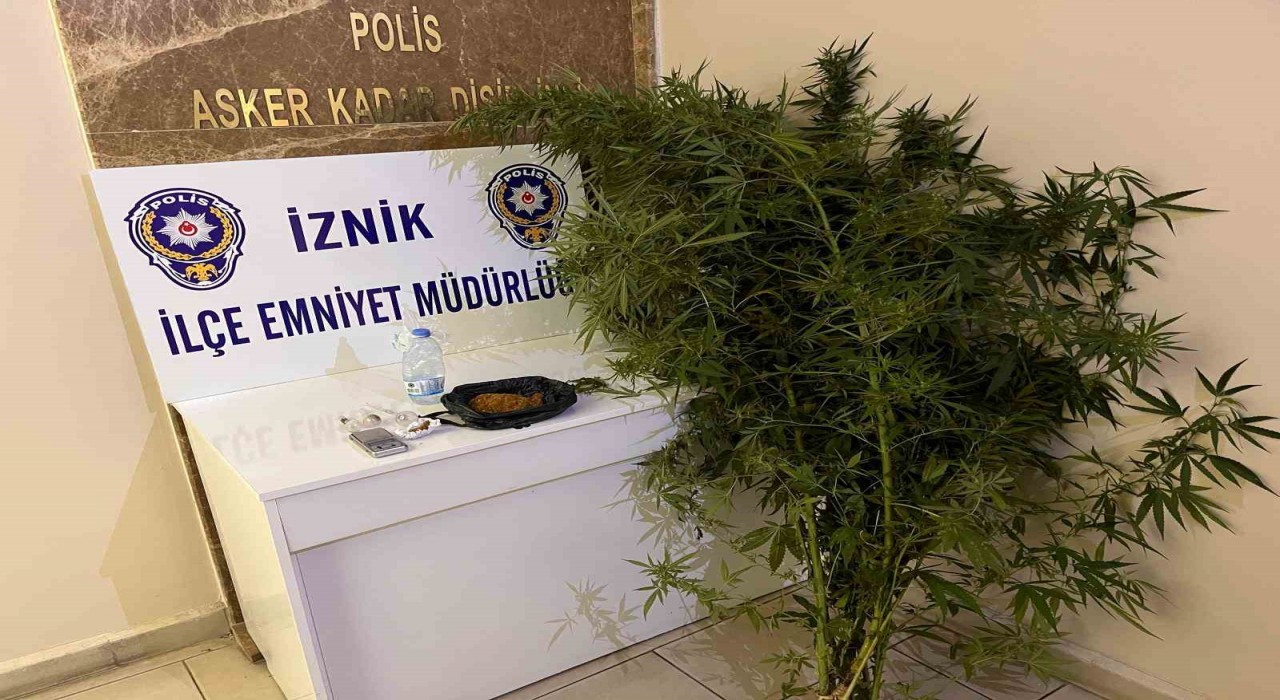 Bahçesinde hint keneviri yetiştiren kişiler tutuklandı