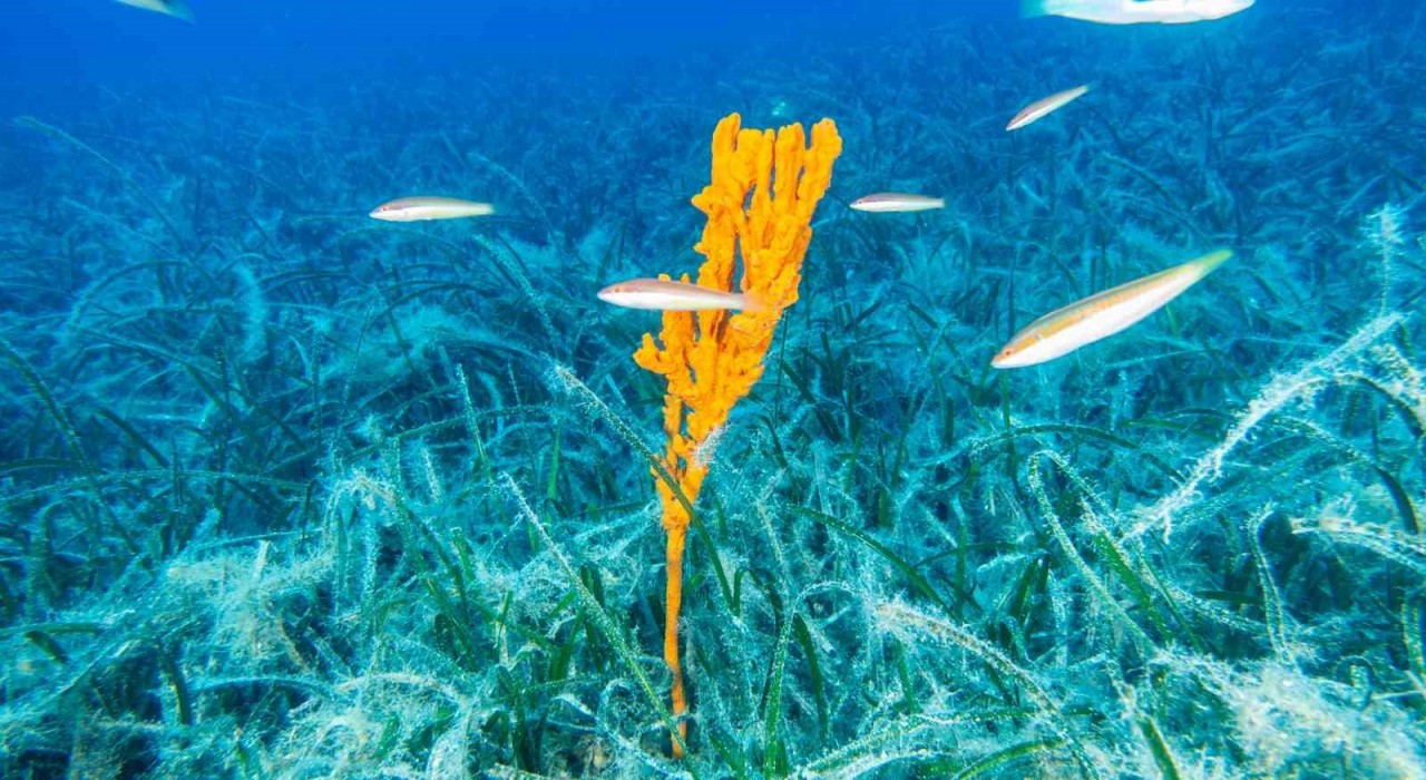 Bakan Kurum: Pina ve deniz çayırları Marmaraya nefes oluyor