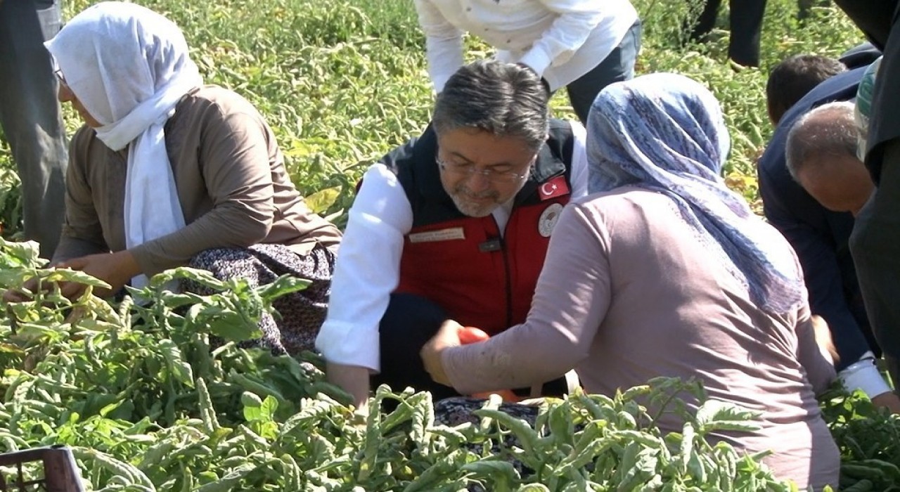 Bakan Yumaklı: Türkiye domates üretiminde dünyada 3üncü sırada
