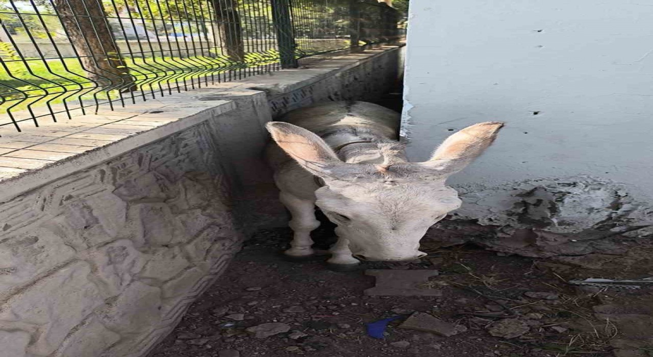 Batmanda iki duvar arasına sıkışan eşek kurtarıldı