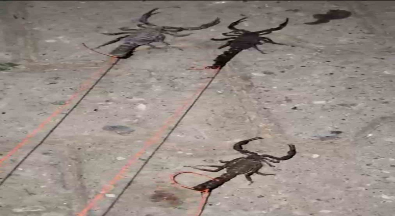 Batmanda köyü akrepler bastı; köylüler tedirgin