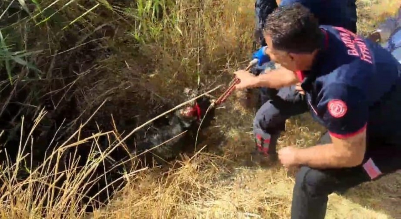 Batmanda kuyuya düşen keçi kurtarıldı