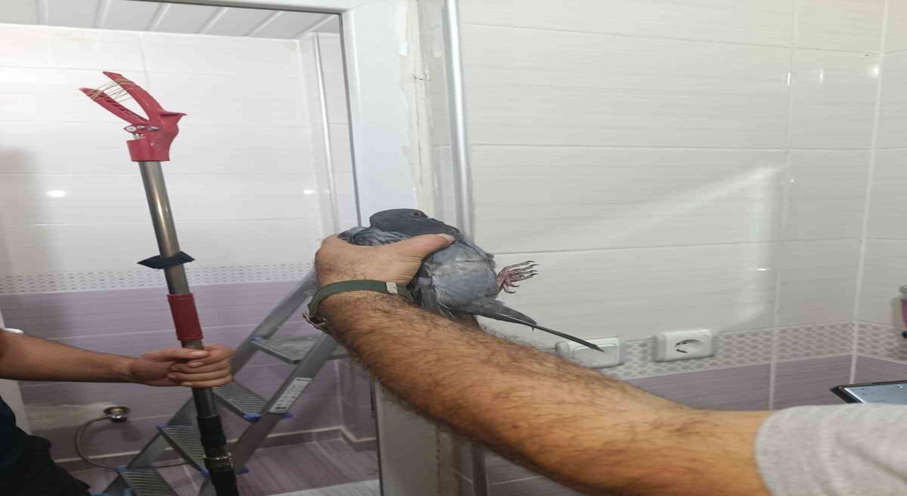 Batmanda site bahçesinde sıkışan güvercin kurtarıldı