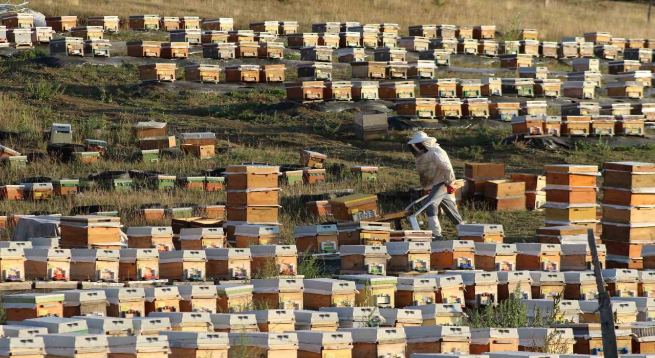 Bayburtta bal hasadı sezonu başladı