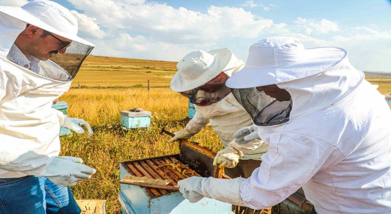 Bayburtta bal hasadı sezonu başladı
