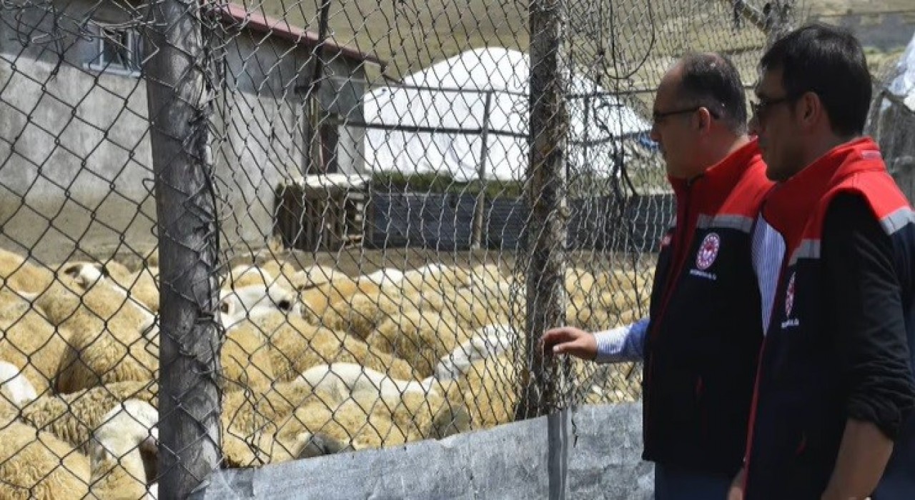 Bayburtta küçükbaş hayvan işletmelerindeki çalışmalar incelendi