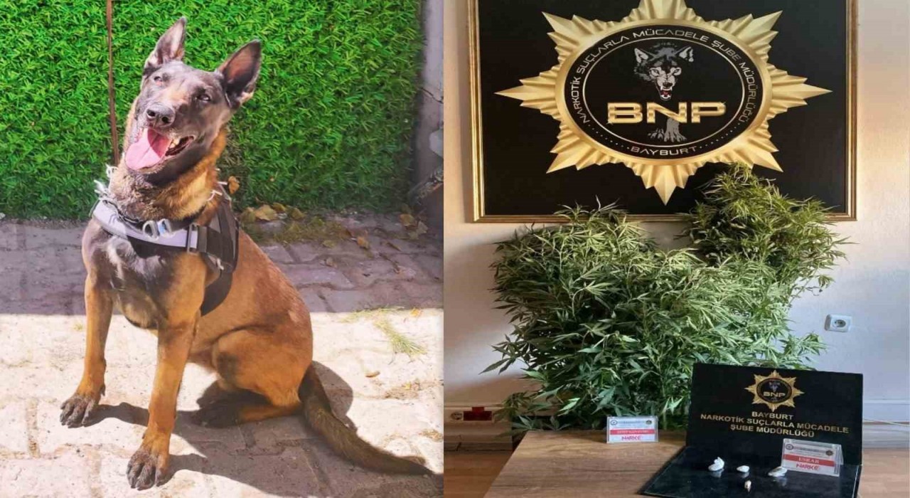 Bayburtta ‘Pablo uyuşturucuya geçit vermiyor