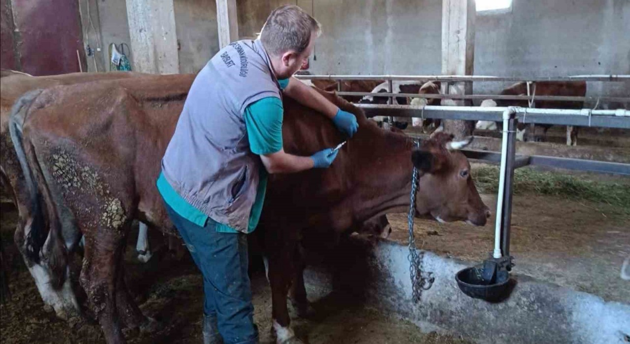 Bayburtta şap aşılama çalışmaları merkez ve ilçelerde devam ediyor