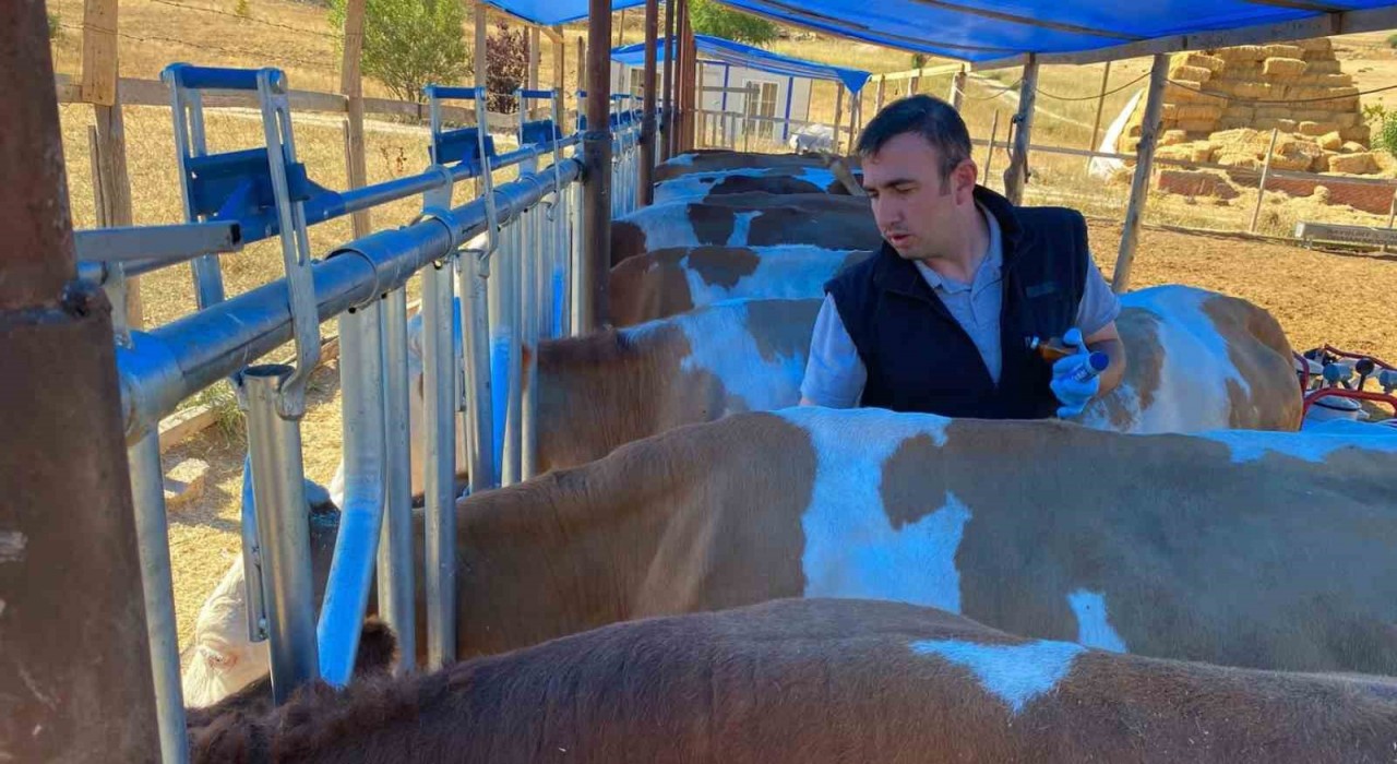 Bayburtta sonbahar dönemi şap aşılama kampanyası başladı