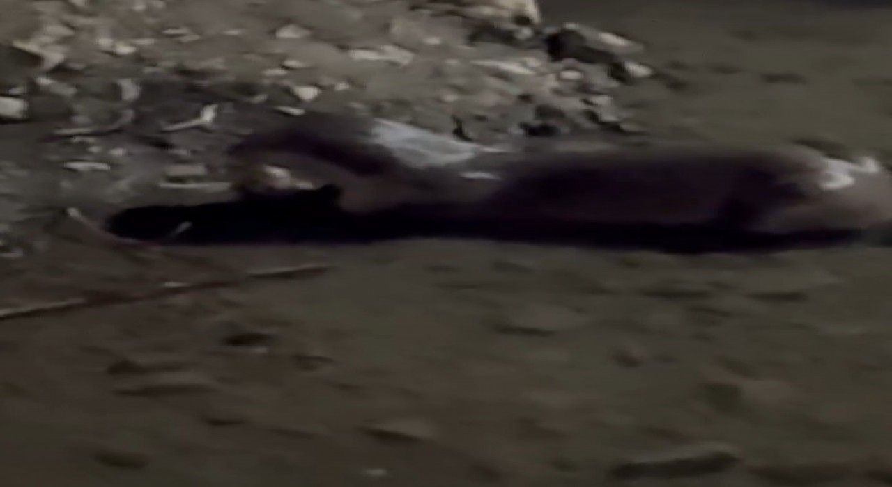 Bayburtta su samuru Çoruhta avladığı balığı yerken görüntülendi