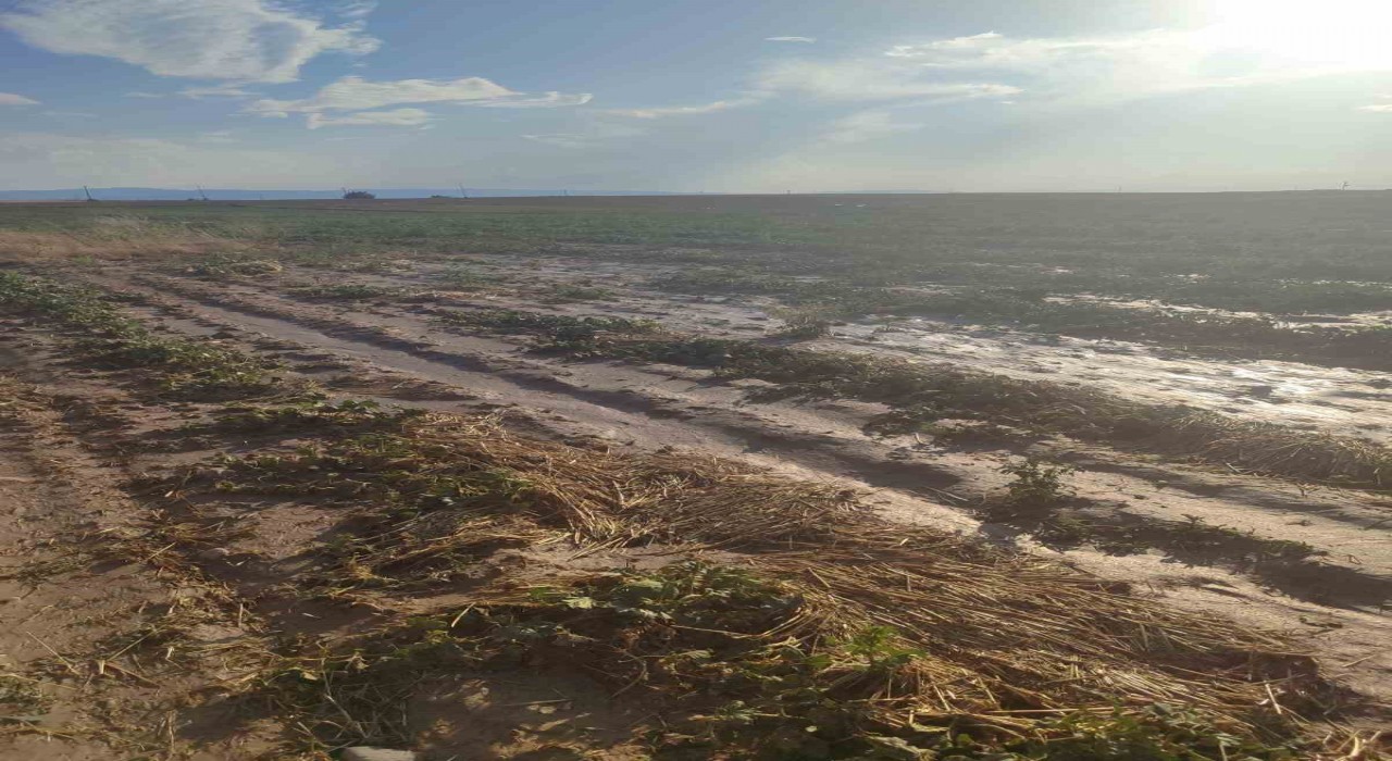 Beypazarında sağanak yağış tarlalara zarar verdi