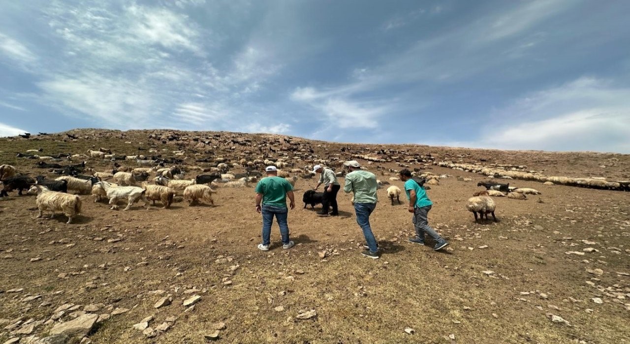 Beytüşşebap yaylalarında hayvanlara sağlık kontrolü