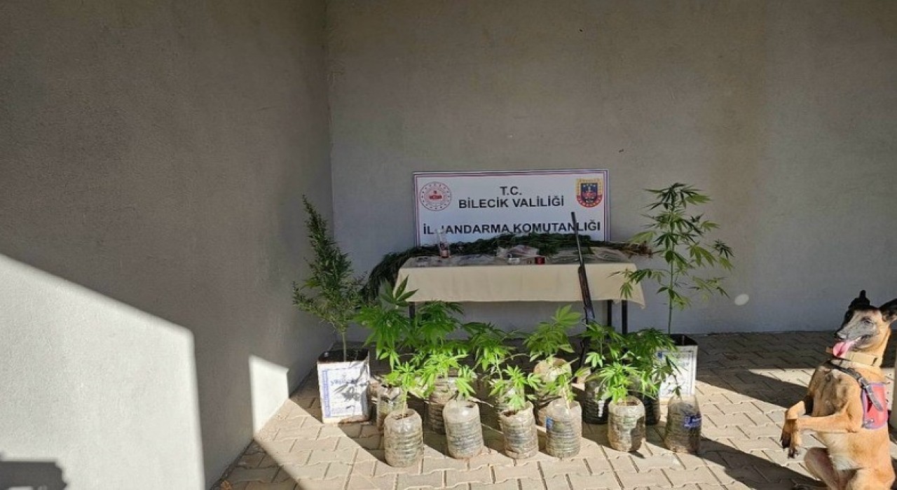 Bilecikte yasadışı kenevir ve uyuşturucu operasyonu 1 gözaltı