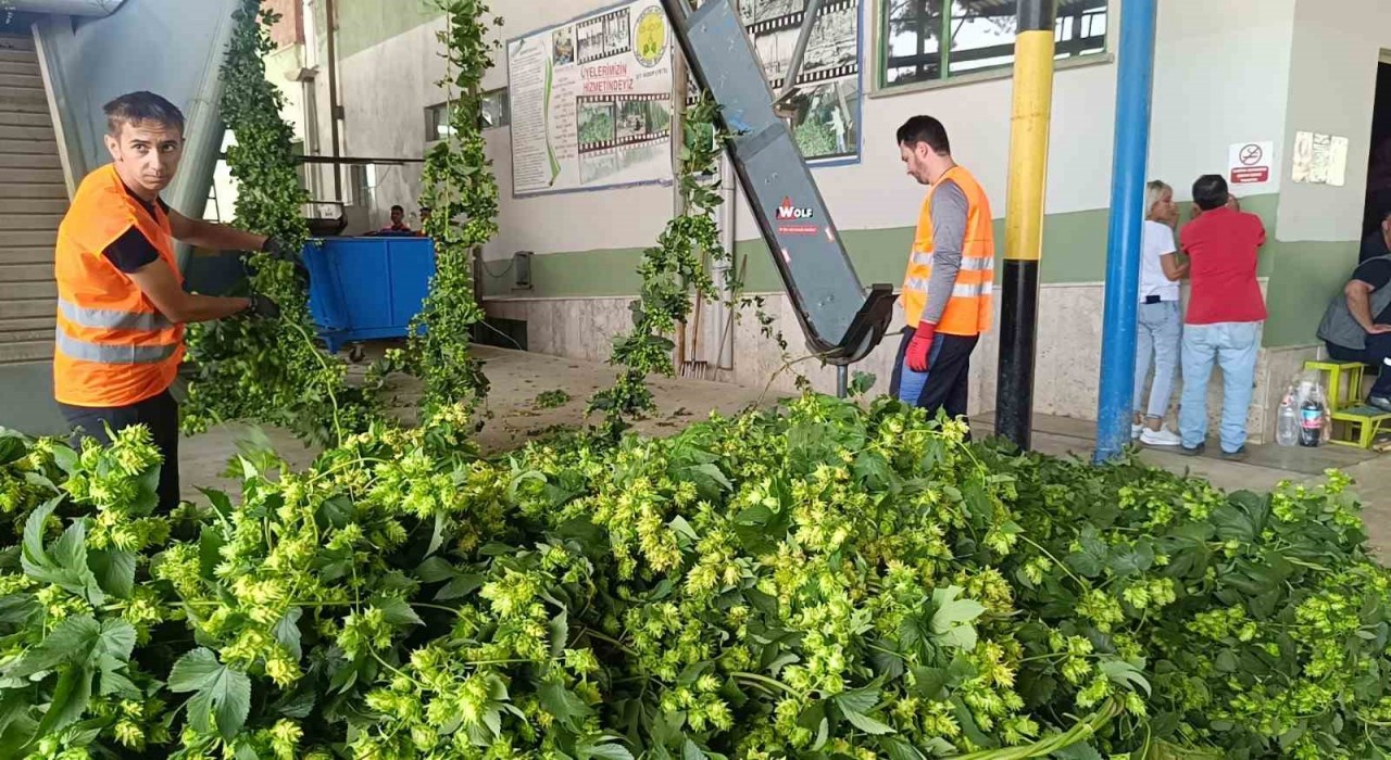 Bilecikte yeşil altın diye adlandırılan şerbetçiotunun hasadı başladı