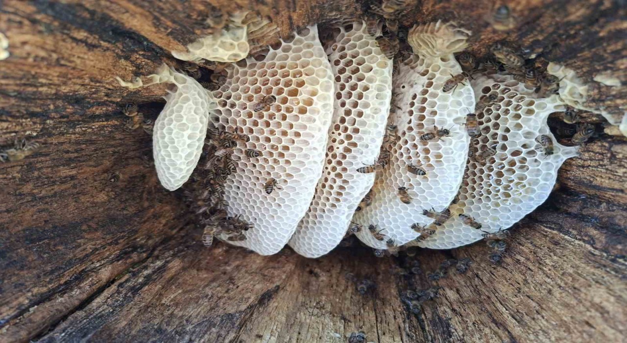 Bingöl yaylalarında organik kütük balı hasadı başladı