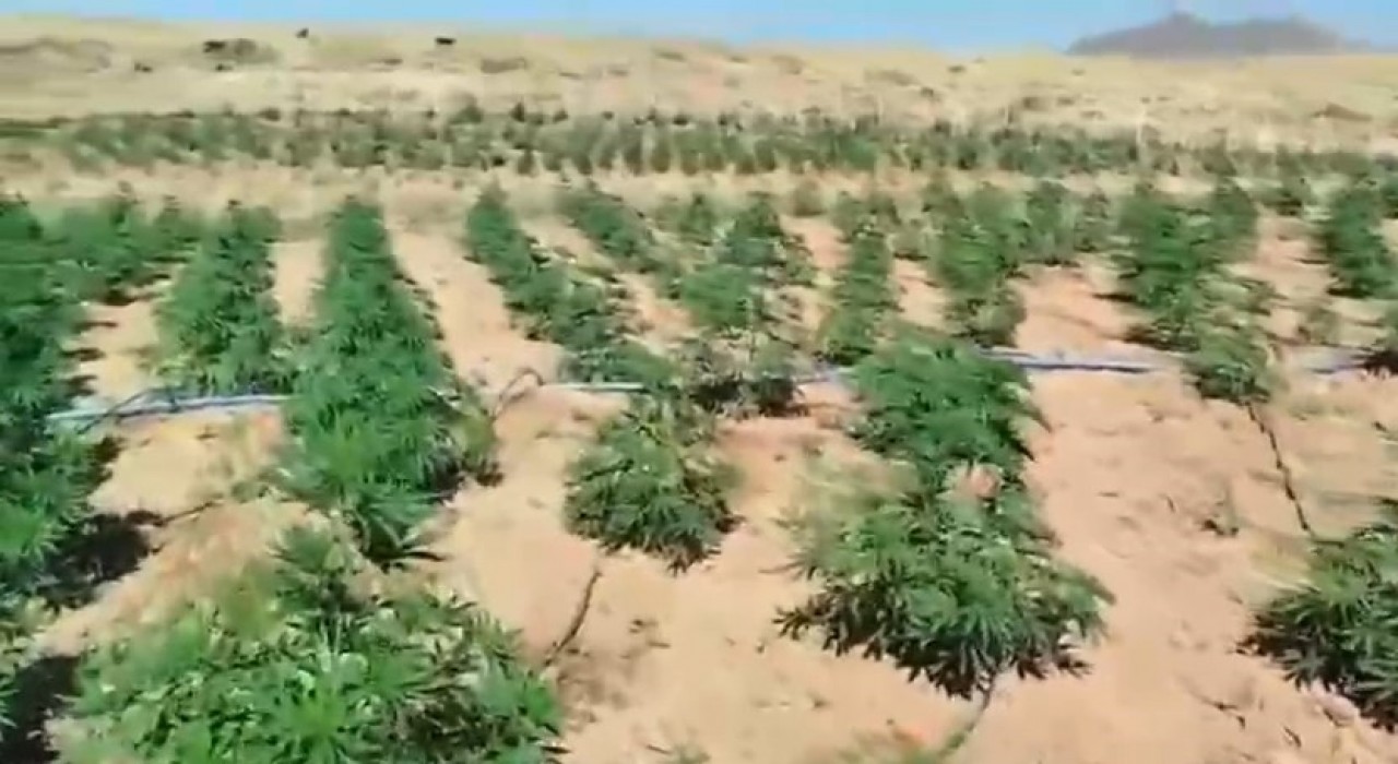 Bingölde 23 bin kök kenevir bitkisi ele geçirildi