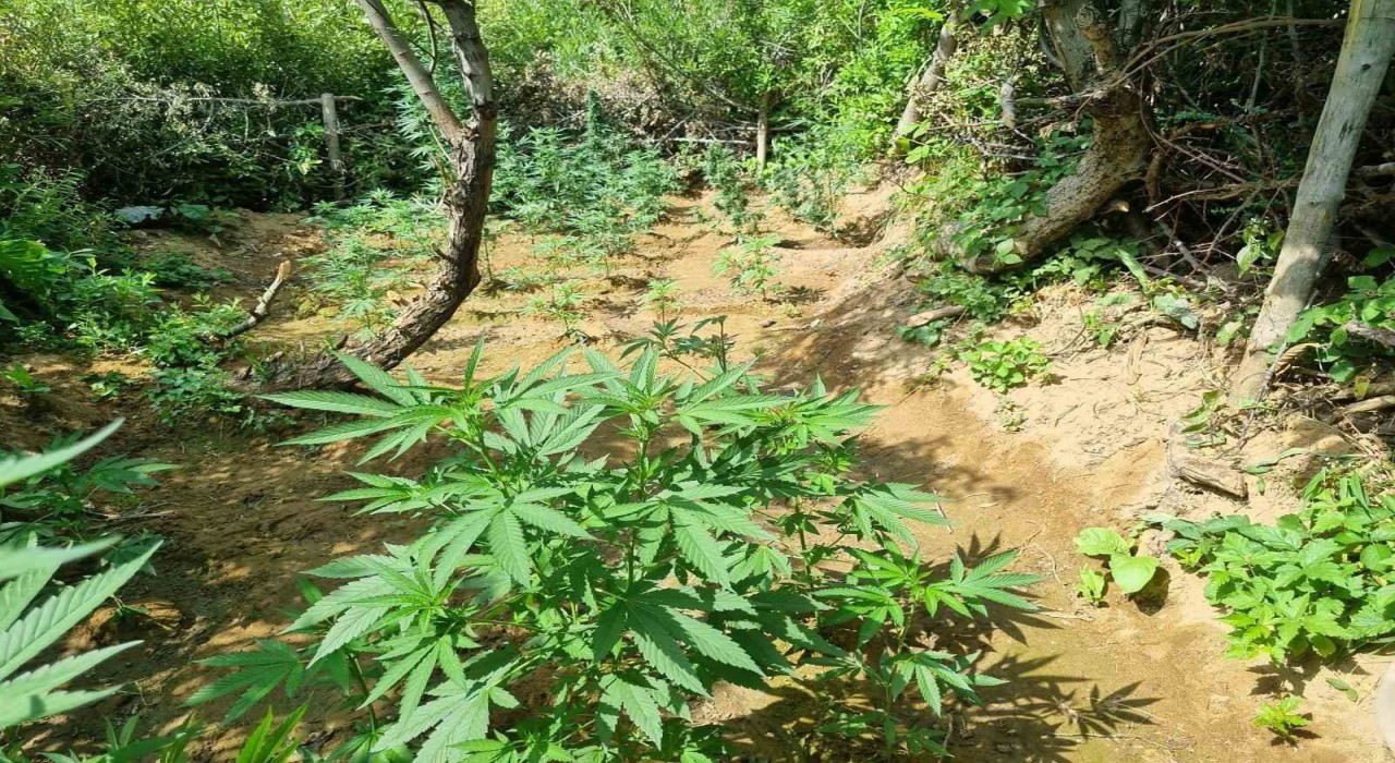 Bingölde bin 696 kök kenevir bitkisi ele geçirildi