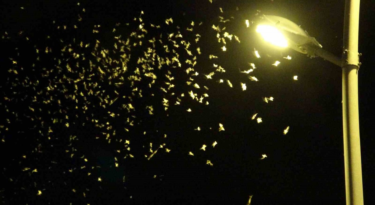 Bir günlüklerin ölüm uçuşu geç başladı