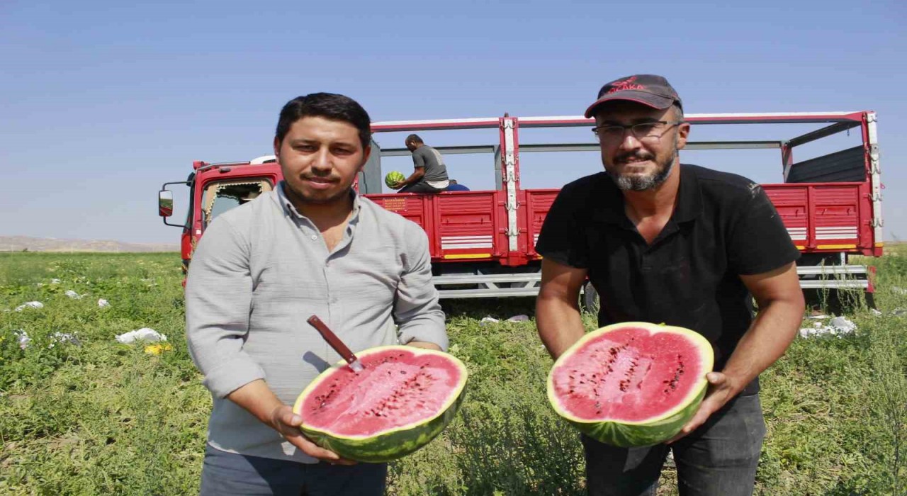 Birçok şehirde karpuz hasadı sona yaklaşırken, Yozgatta hasat yeni başladı